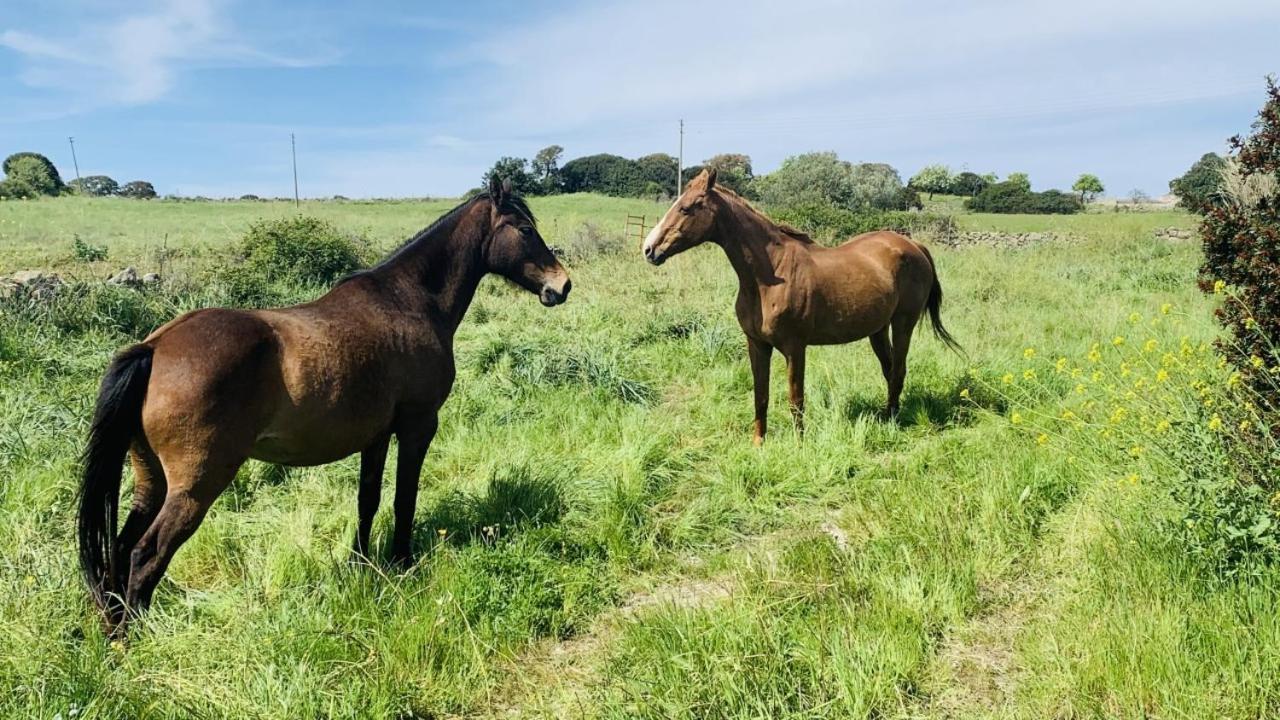 Agriturismo Da Lino Agripizza Villa Samugheo Dış mekan fotoğraf